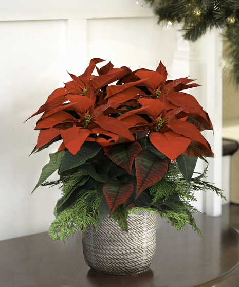 Holiday Poinsettias - White Ceramic Decor Container