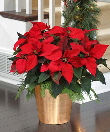 Deluxe Red Poinsettia - Gold Holiday Container