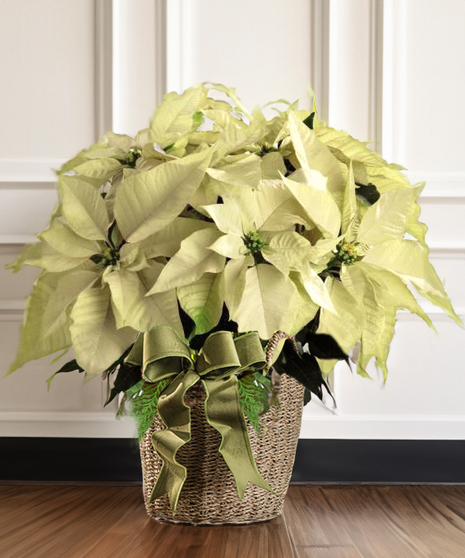 Deluxe Winter White Poinsettia