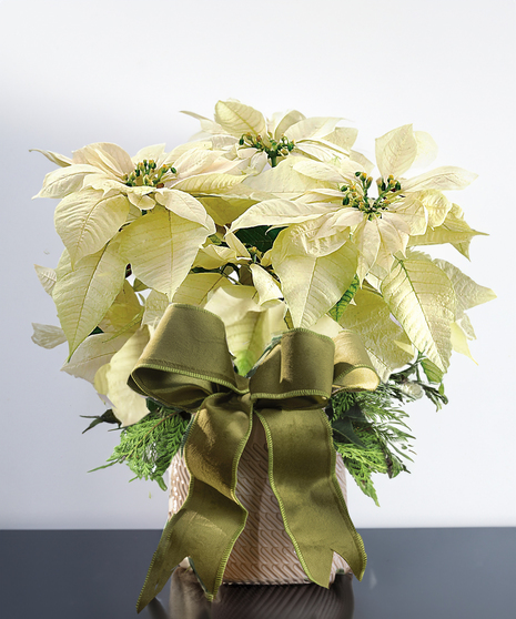 Winter White Poinsettia