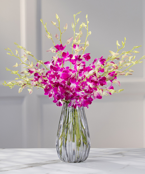 Tropical Dendrobium Orchids - Color: Exotic Purple