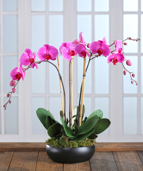 Exotic Purple Orchid Garden