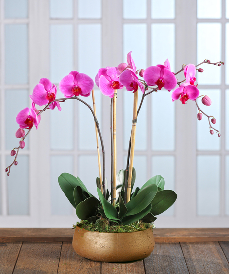 Exotic Purple Orchid Garden