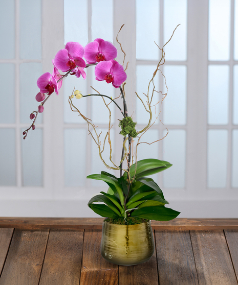 Purple Phalaenopsis Orchid in Decor Container