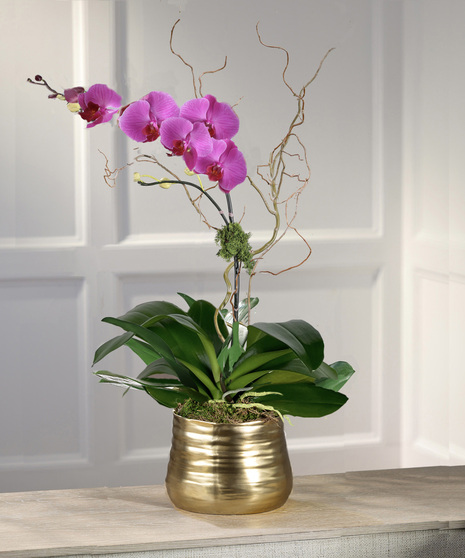 Purple Phalaenopsis Orchid Plant, Carithers Flowers Atlanta
