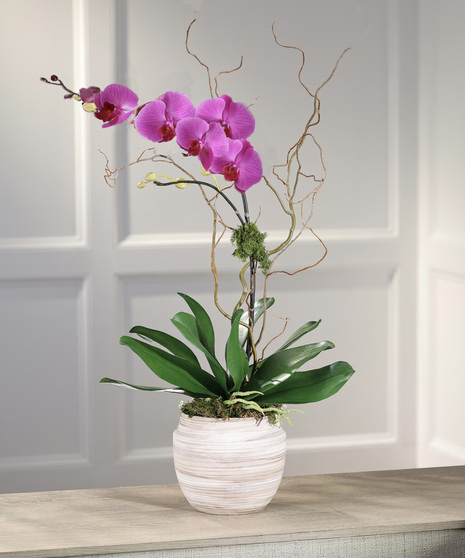 Purple Phalaenopsis Orchid - Ceramic Mocha Decor Container
