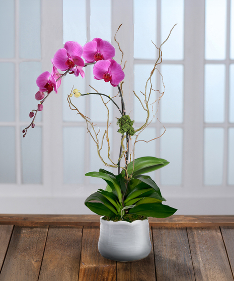 Purple Phalaenopsis Orchid Plant, Carithers Flowers Atlanta
