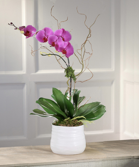 Orchid Plant Delivery in Atlanta GA, Carithers Flowers