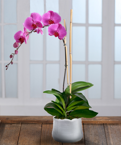 Purple Phalaenopsis Orchid Plant, Carithers Flowers Atlanta