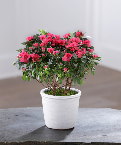 Flowering Azalea