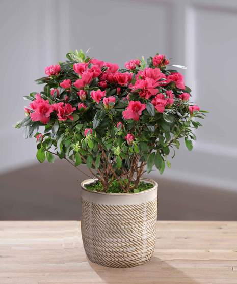 Pink Flowering Azalea