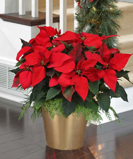 Deluxe Red Flowering Poinsettia