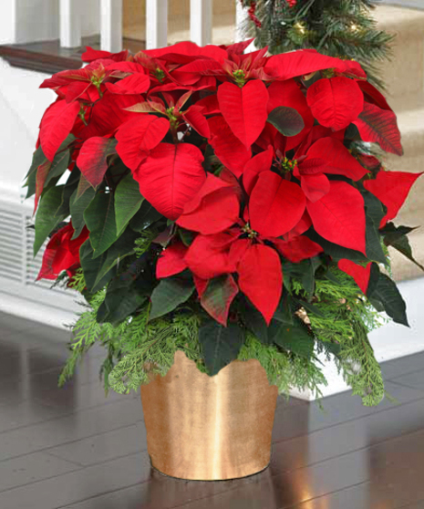Christmas Red Poinsettia, Carithers Flowers Atlanta GA