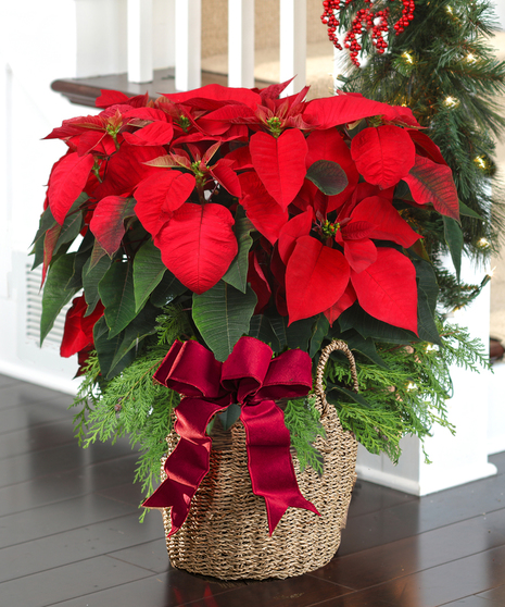 Premium Red Flowering Poinsettia