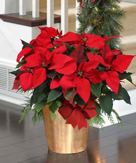 Deluxe Red Poinsettia - (9-12 Blooms, 20