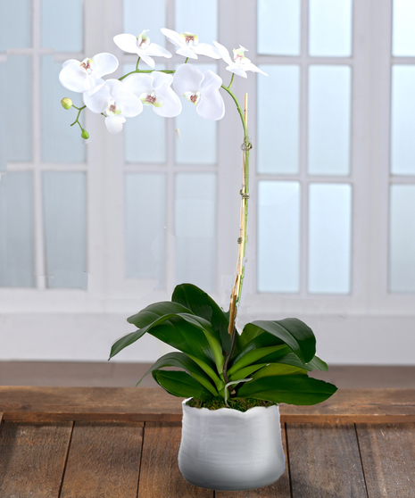 Orchids and Flowering Plants