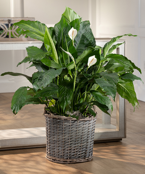 Large Peace Lily Floor Plant - Seasonal Basket
