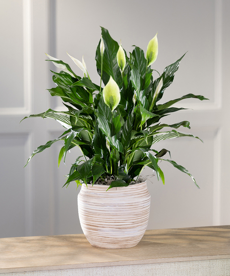 Tabletop Peace Lily - Art Mocha Decor Container