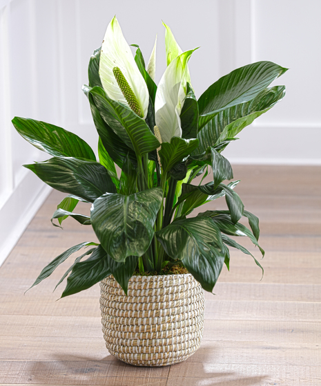 Peace Lily Plant in a decor container 