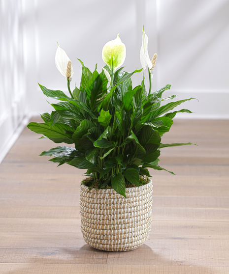Peace Lily Plant in a decor container 