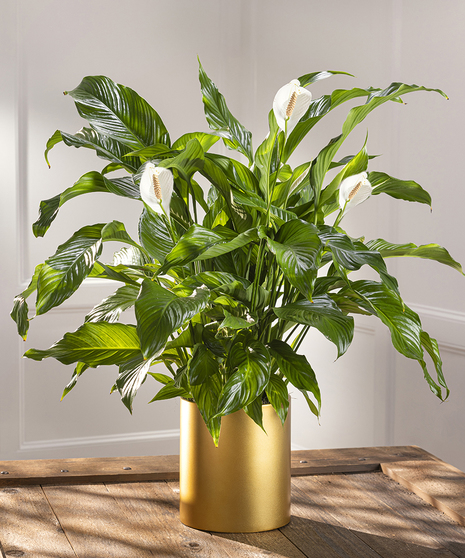 Medium Peace Lily Floor Plant - Upgraded Gold Container