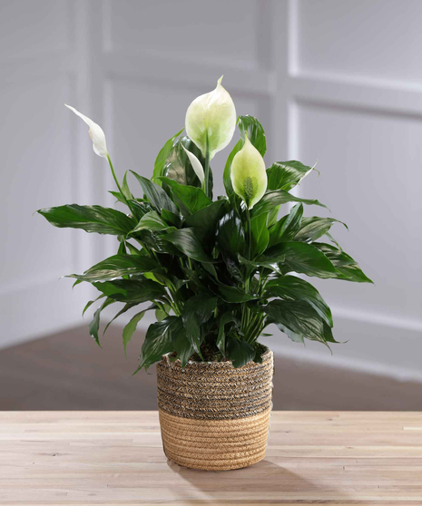 Tabletop Flowering Peace Lily