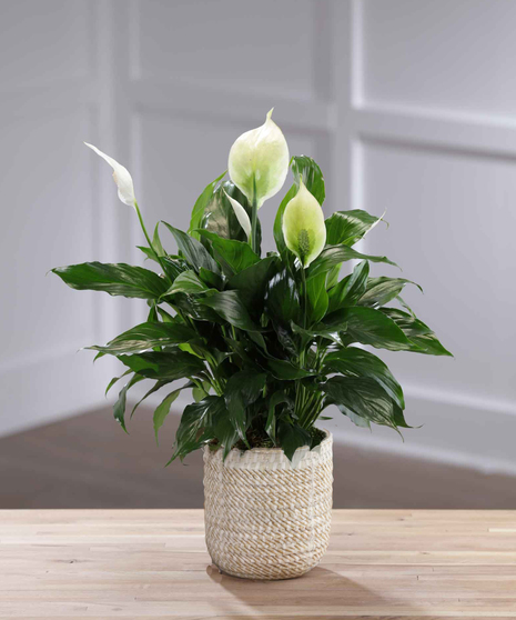 Peace Lily Plant in a decor container 