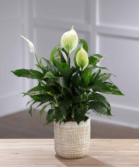Tabletop Peace Lily - White Decor Container