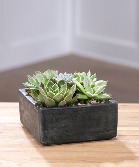 Succulent Garden