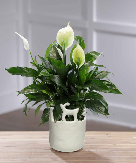 Tabletop Peace Lily in Reindeer Planter
