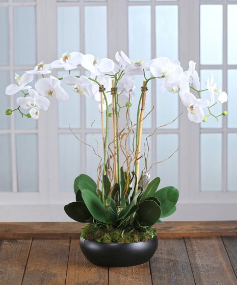 Exotic White Orchid Garden