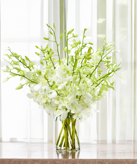 Exotic Tropical Dendrobium Orchids - 10 stems of white orchid sprays