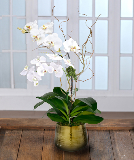 Double White Phalaenopsis Orchid - Decor Container