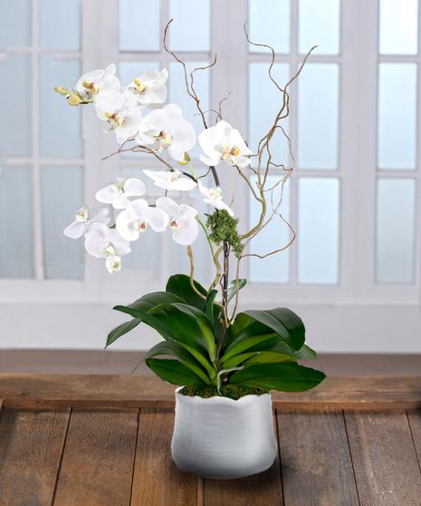 Double white Phalaenopsis Orchid Plant, Carithers Flowers Atlanta