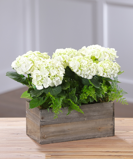 Flowering Hydrangea Garden