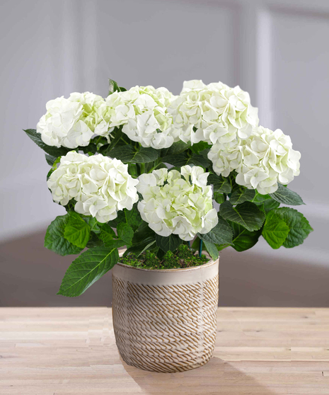 White Hydrangea in Decor Container