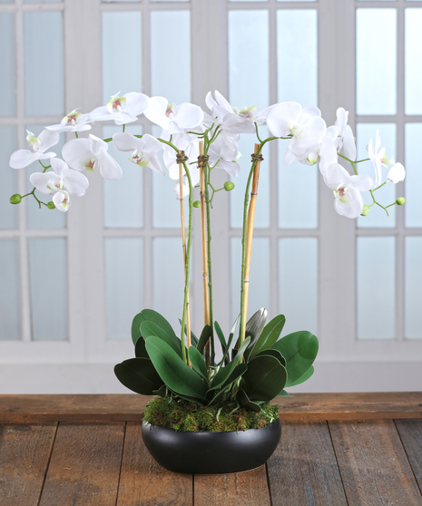 Carithers Flowers Orchid Garden featuring exotic white phalaenopsis orchids in a decor container