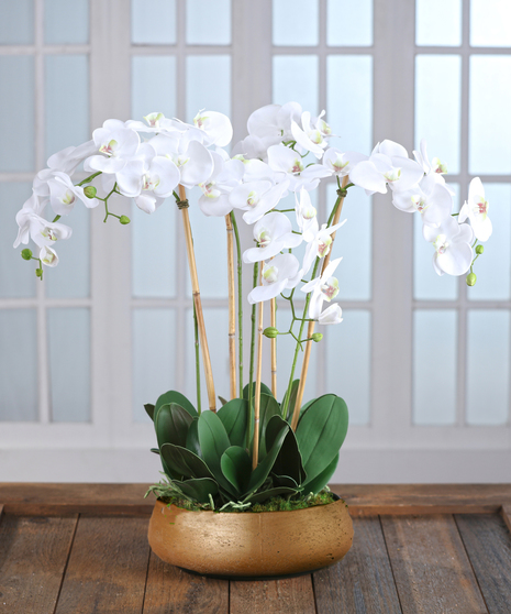 Carithers Flowers Orchid Garden featuring exotic white phalaenopsis orchids in a decor container