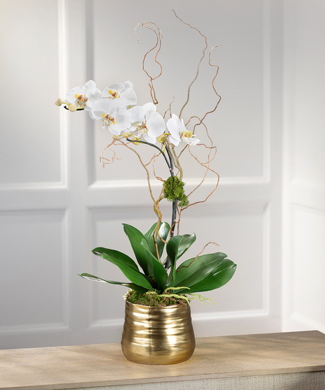 White Phalaenopsis Orchid - Decor Container