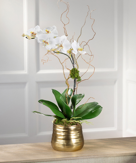 Orchids and Flowering Plants