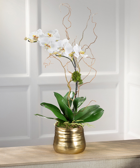 White Phalaenopsis Orchid - Gold Decor Container