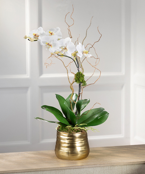 White Phalaenopsis Orchid - Gold Decor Container