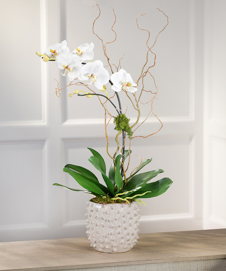 White Phalaenopsis Orchid Plant, Carithers Flowers Atlanta