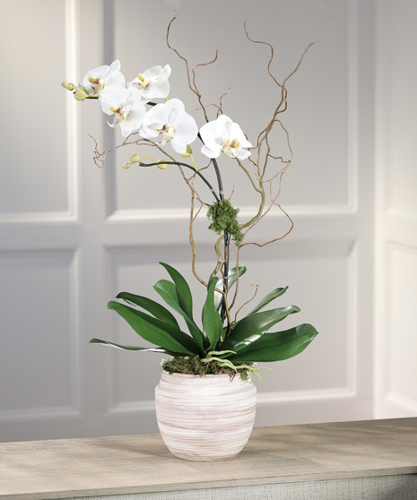 Exotic White Phalaenopsis Orchid - Ceramic Mocha Decor Container