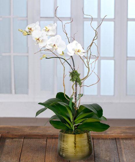 White Phalaenopsis Orchid - Decor Container
