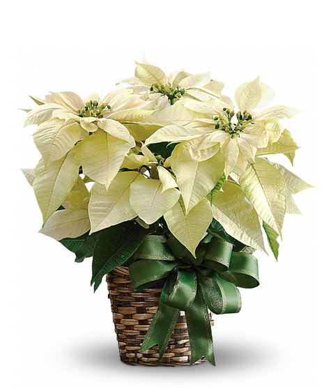 Winter White Poinsettia