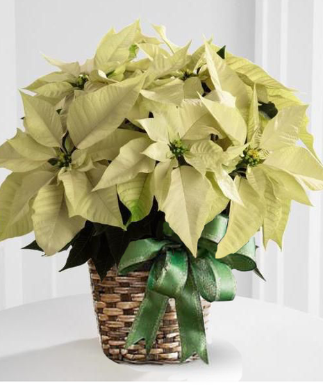 Deluxe Winter White Poinsettia