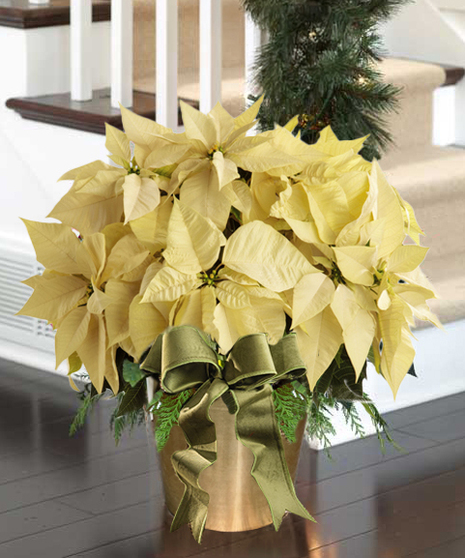 Premium White Poinsettia in Gold Container