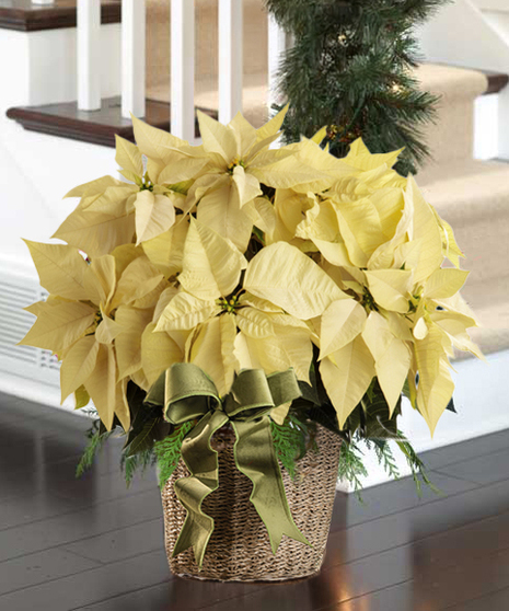 Premium Poinsettia in hand woven basket- (15+ Blooms, 28