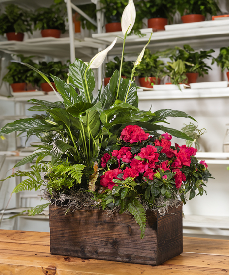 Flowering Azalea & Peace Lily Planter